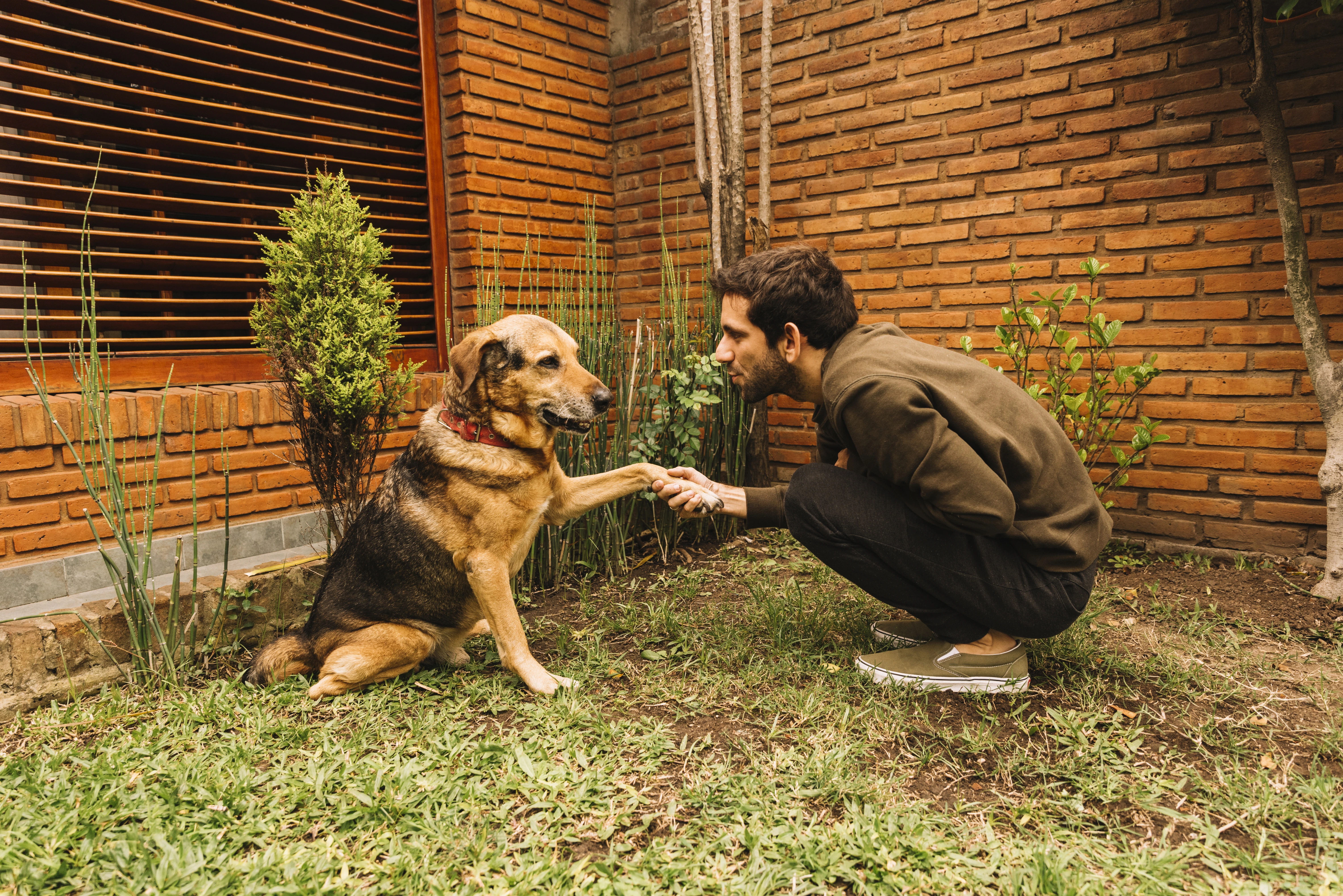 Promoting Indie Dog Breeds: The Importance of Conservation Efforts